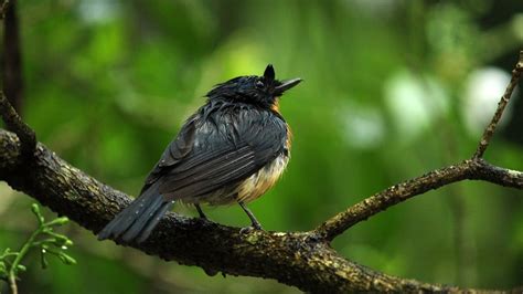 Birds singing in the rain | Relaxing bird sounds - YouTube