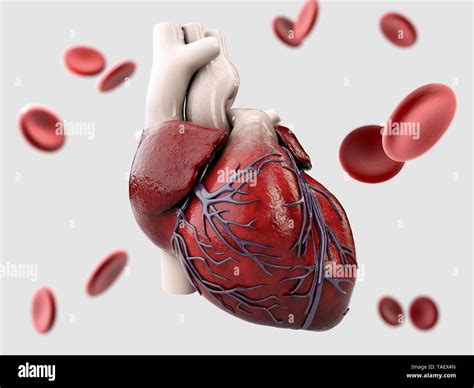 Ilustración 3d de la anatomía del corazón humano aislado en gris ...