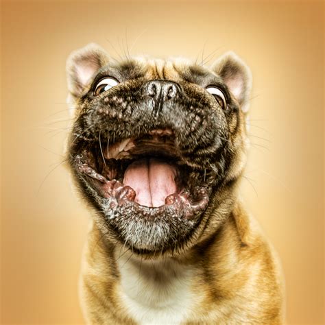 Funny (Dog) Faces – Erblicken.com