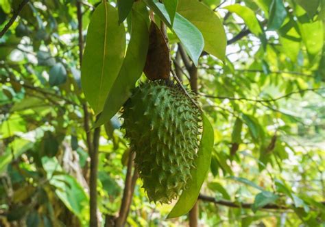 Annona Tree [Anoda] - Divine Plants