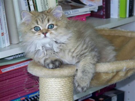 Persian Cat Health Problems: 7 Common Concerns | Pet Keen