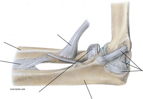 Ligaments of Elbow Joint (Ulnar View) Diagram | Quizlet