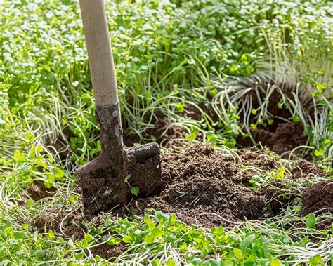 What is green manure and how do you use it? | Gardeningetc