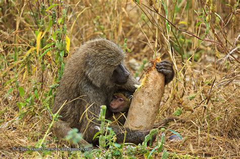 Habitat - Discovering Baboons