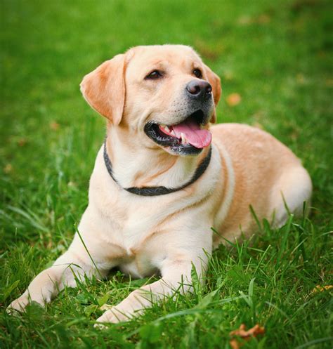 Labrador Retriever Dog Images New HD Picutures Downloads