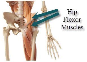 Hip Flexor Muscle or Flexors of Hip