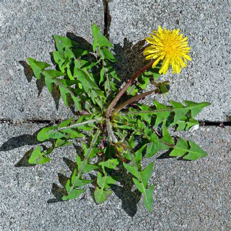 Are Dandelion Weeds Poisonous To Dogs