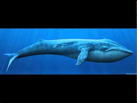 Whale Sound Effect [ HD ] - YouTube