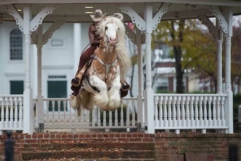 These Horses May Have The Most Beautiful Manes You’ve Ever Seen! – iHeartHorses.com