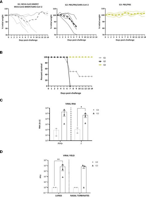 Frontiers | Immunogenicity and efficacy of a novel multi-patch SARS-CoV-2/COVID-19 vaccine candidate