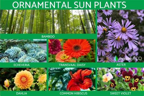 Ornamental Plants -Types, Photos And Importance, 56% OFF