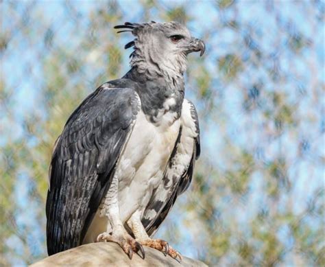 Harpy Eagle Wingspan & Size: How Big Are They? - A-Z Animals