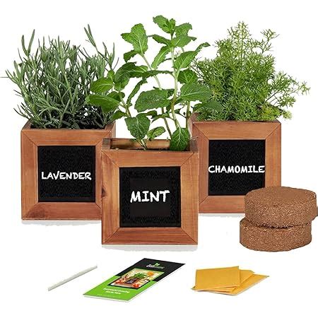 Amazon.com : Indoor Herb Growing Kit - Herbal Tea Plants Included in Tea Growing Kits are ...