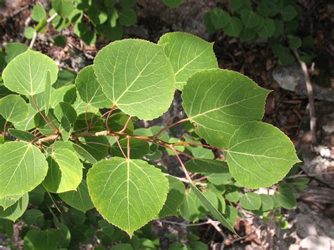 Populus tremuloides (quaking aspen, quaking poplar): Go Botany