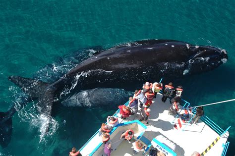 Argentina Whale Watching & custom tours - Beyond BA