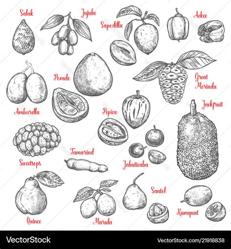 Tropical Fruits Drawing