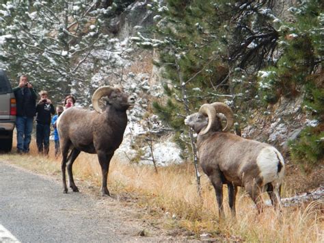 On way to Estes Park, CO. | Animals, Estes park, Wildlife