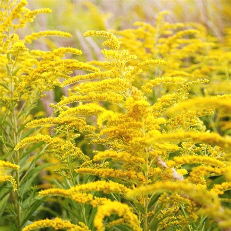 Canada Goldenrod seeds - Solidago canadensis - 2500 seeds – Garden Seeds Market | Free shipping