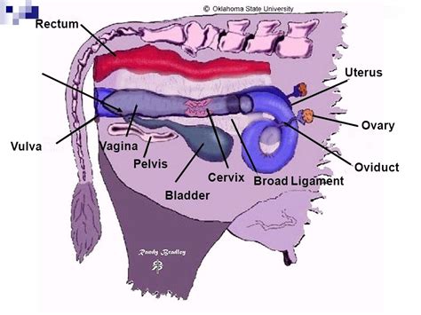 Uterine Torsion in Cattle - Vet in Training