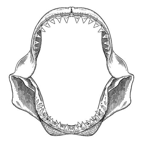 Drawing Of A Shark Tooth Illustrations, Royalty-Free Vector Graphics & Clip Art - iStock