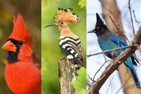 What birds have mohawks (crests)? - Sigloxxi