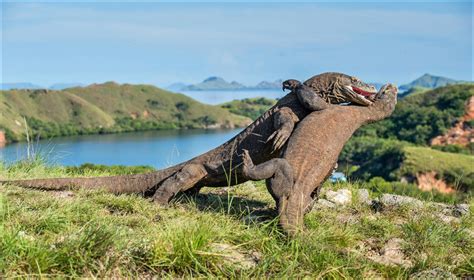 The 10 Largest Animals In The World - AZ Animals