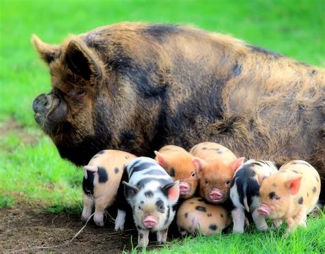 American KuneKune Pig Society - Home | Cute baby pigs, Cute baby animals, Pet pigs