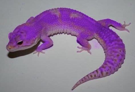 Leopard Gecko Colors | Thread: New Leopard Gecko Morph! PURPLE ...