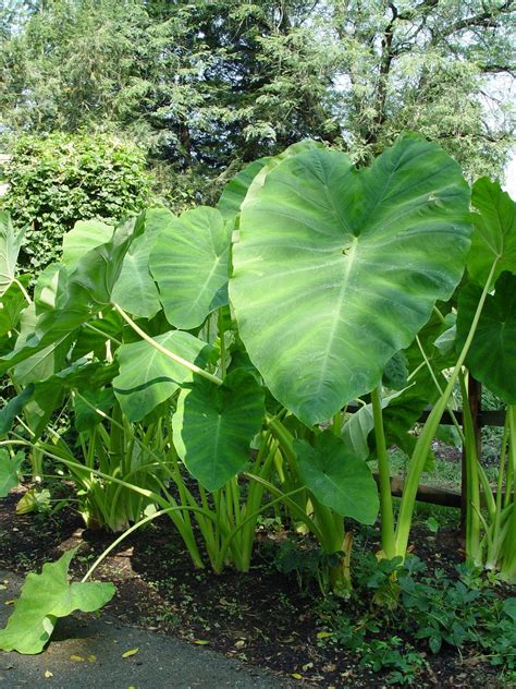 Elephant Ears Indoor Plant