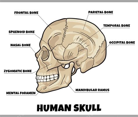 Gambar Ilustrasi Diagram Anatomi Tulang Tengkorak Manusia, Positif ...