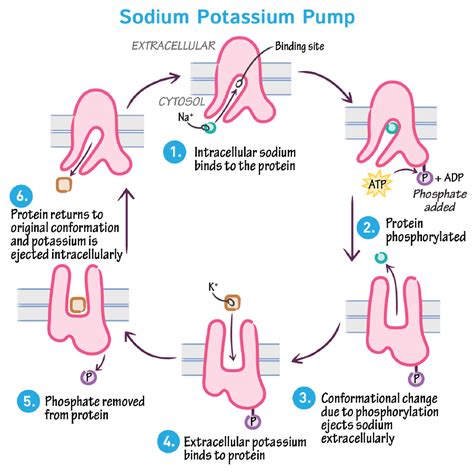 Cell Biology Glossary: Sodium-Potassium Pump | ditki medical & biological sciences