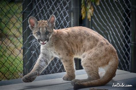 FLORIDA PANTHER KITTEN TO MOVE TO PERMANENT HABITAT AT WILDLIFE PARK