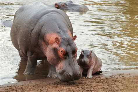 9 Nearly Hairless Mammals