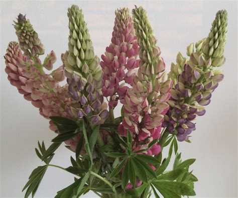 Gorgeous Lupins | Bloom, Floral arrangements, Plants