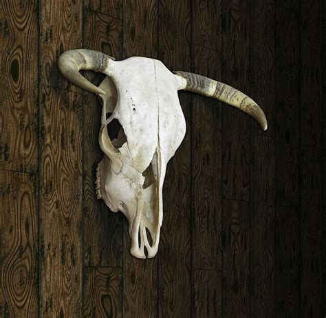 Cow Skull Digital Art by James Larkin | Fine Art America