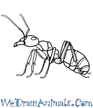 How to Draw a Realistic Ant