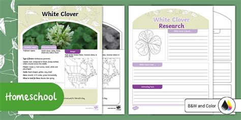 White Clover Identification Information Poster and Template