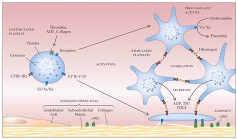 Platelets (for transfusion) • LITFL