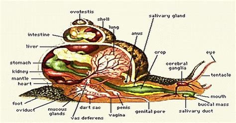 Snail Anatomy - All About Internal & External Organs - Learn About Nature