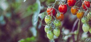 How To Grow Hydroponic Tomatoes Like A Pro: Basics Of Growing Tomatoes ...