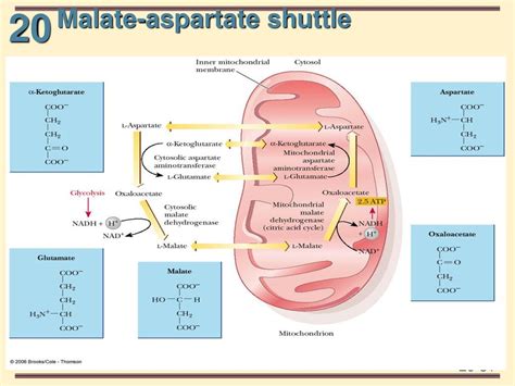 Electron Transport Chain and Oxidative Phosphorylation - ppt download