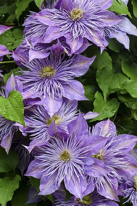 Clematis | Purple clematis, Clematis flower, Flower garden