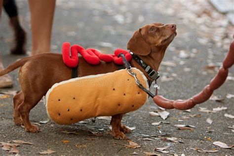 Dachshund Dressed In Hot Dog Costume For Halloween Editorial Stock ...