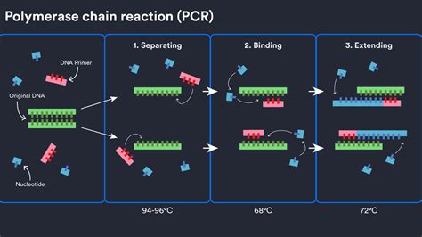 Newsela | How polymerase chain reaction (PCR) works