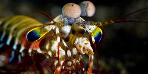 The Mantis Shrimp Color Vision System - Business Insider