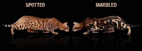 Bengal Colors and Patterns - REGISTERED BENGALS