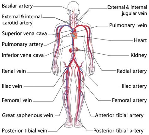 Anatomy and Function of the Common Iliac Artery With Labeled Diagrams | Circulatory system