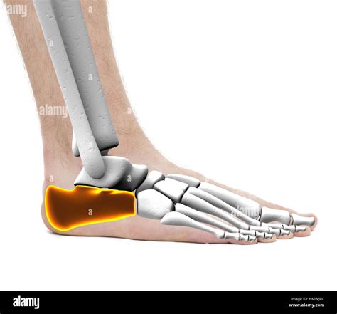 Calcaneus Heel Bone - Anatomy Male - Studio photo isolated on white Stock Photo - Alamy