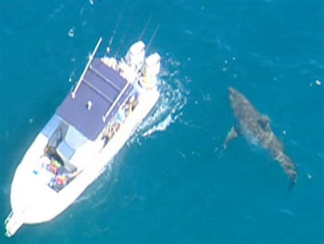 Man slammed as ‘daft’ for sitting on whale carcass as massive sharks circle | The Courier Mail