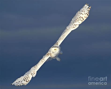 Glorious Wingspan Photograph by Heather King